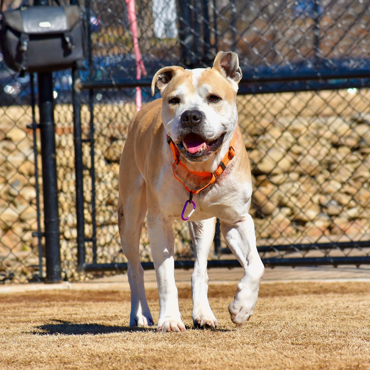 If you're the type of person who likes the older, calm, gentle, couch potato type of dogs, well look no further! Dylan is the boy for you! His favorite hobbies include napping, snacking and going on slow, easy walks. Come adopt Dylan at Anderson County PAWS!