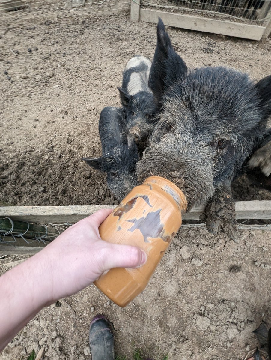 Did you know that today is both #NationalPigDay and #NationalPeanutButterLoversDay?! Celebrate by tagging your favorite peanut butter lover in the comments and take this one quick action to help give pigs better lives – visit aspca.org/DefeatEATS 🧡🐽