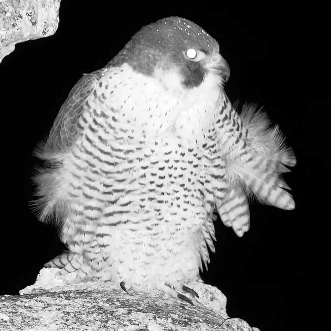 Cromer Peregrine Project tweet media