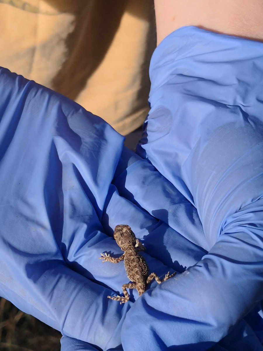 jess_m_thomson's tweet image. Little project update since it's been a while. I've had a second successful breeding season in my outdoor enclosures with 15 (!!!) tympo juvi's found yesterday 🥹 @UC_CCEG