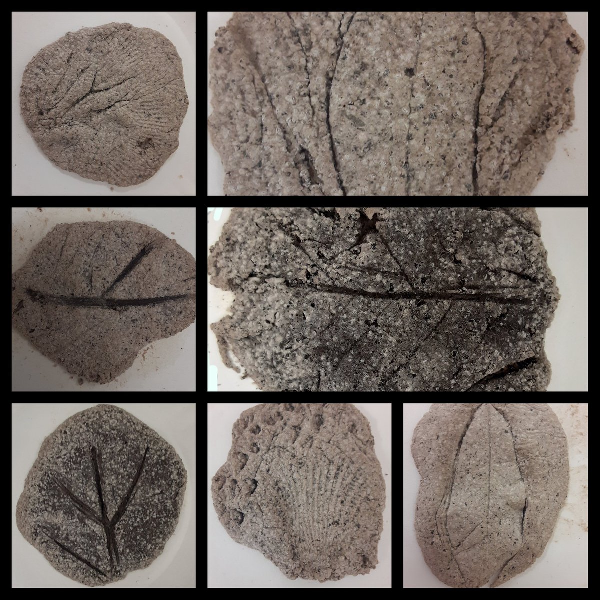 Just a few of our finished fossils using coffee clay, seashells, sticks, pinecone pieces, and leaves. 
<a href="/KujawaES_AISD/">Kujawa Elementary</a> <a href="/STARS_902/">Tracy Mansfield</a>