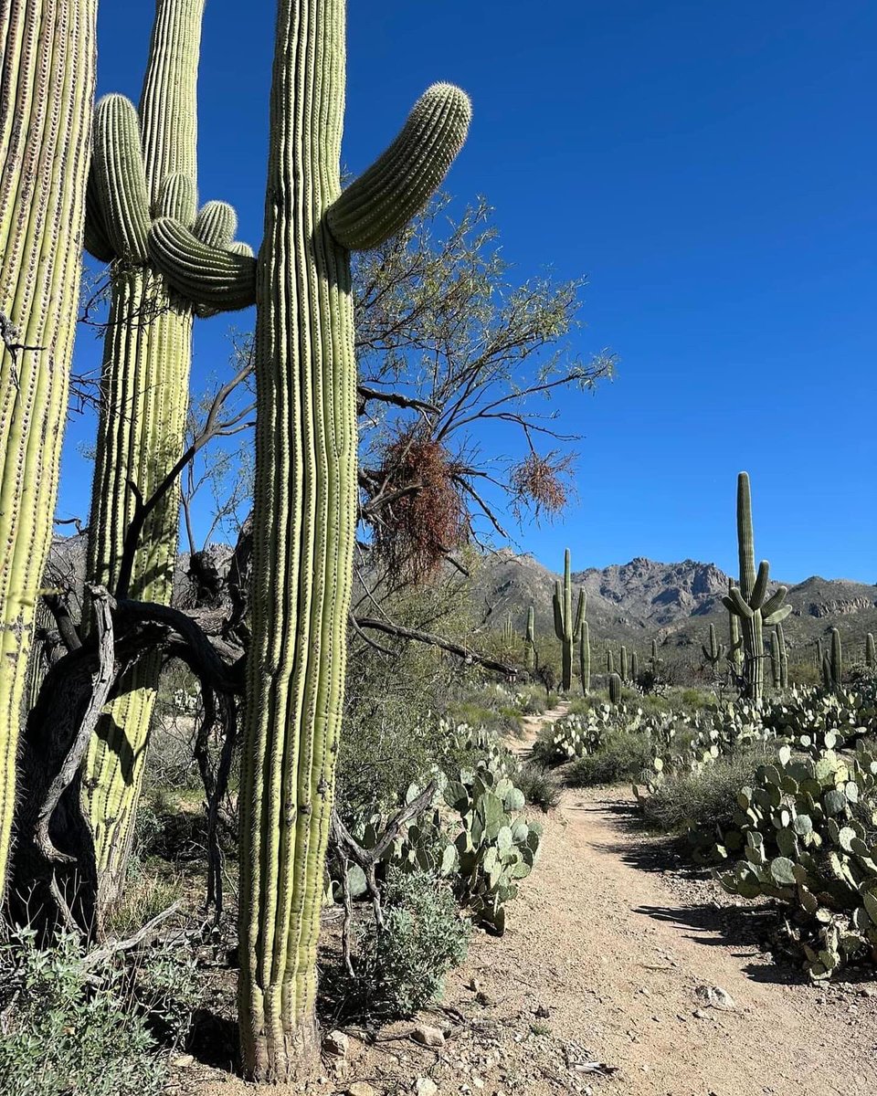 totallytucson's tweet photo. Happy Friday, #Tucson! 76 and sunny today in our awesome desert haven! Hiking in #SabinoCanyon at noon the wonderment is real. It’s how we #thriveintucson! #TGIF, all! Happy trails. @VisitTucsonAZ @SunCorridorInc https://t.co/1aQCztQqtT
