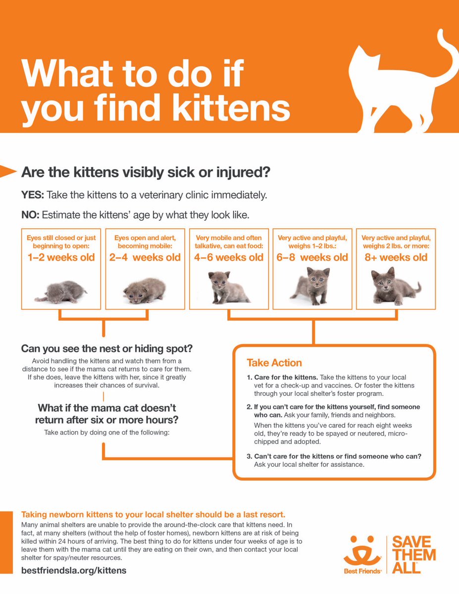 Do you know what to do if you find a kitten? Follow the handy infographic below to learn how to respond appropriately and save lives! #animalshelter #animalrescue #kittenseason #cats #kittens #kitten #animalwelfare #adopt #sheltercat