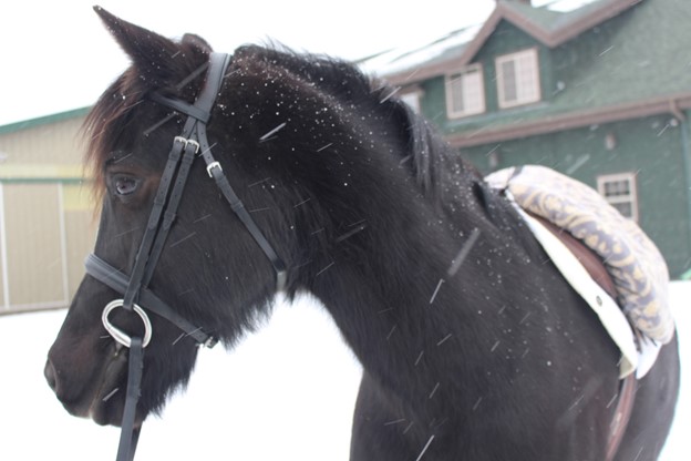 Feeling the winter riding blues? Stay safe in the cold this winter and enjoy these cold-weather riding tips and exercises from the USPC National Youth Board.
>bit.ly/cold-weather-r…
#uspc #usponyclubs #winter #horsecare #winterhorsecare #winterriding