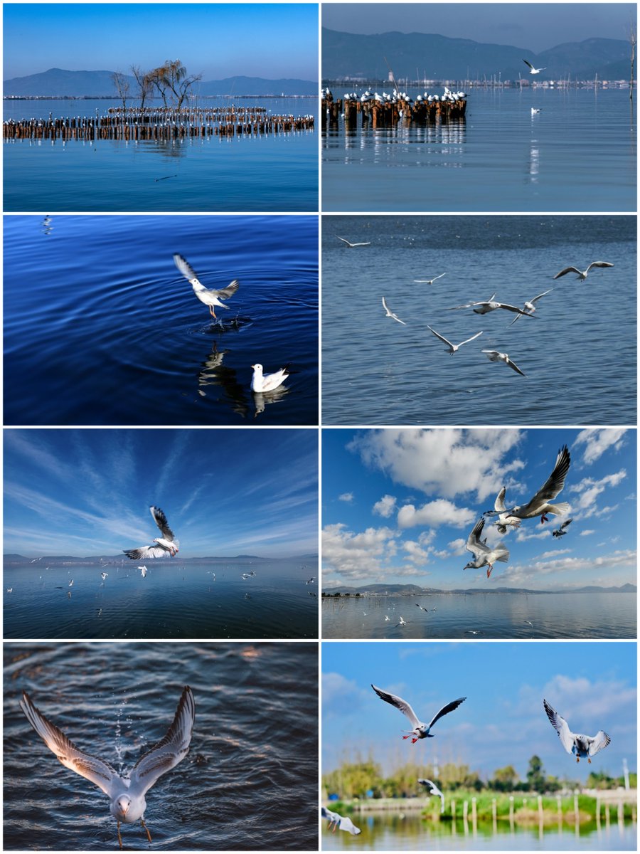 云南海通县：杞麓湖上海鸥起舞
 HaitongCounty,Yunnan：Seagulls dancing on Qilu Lake