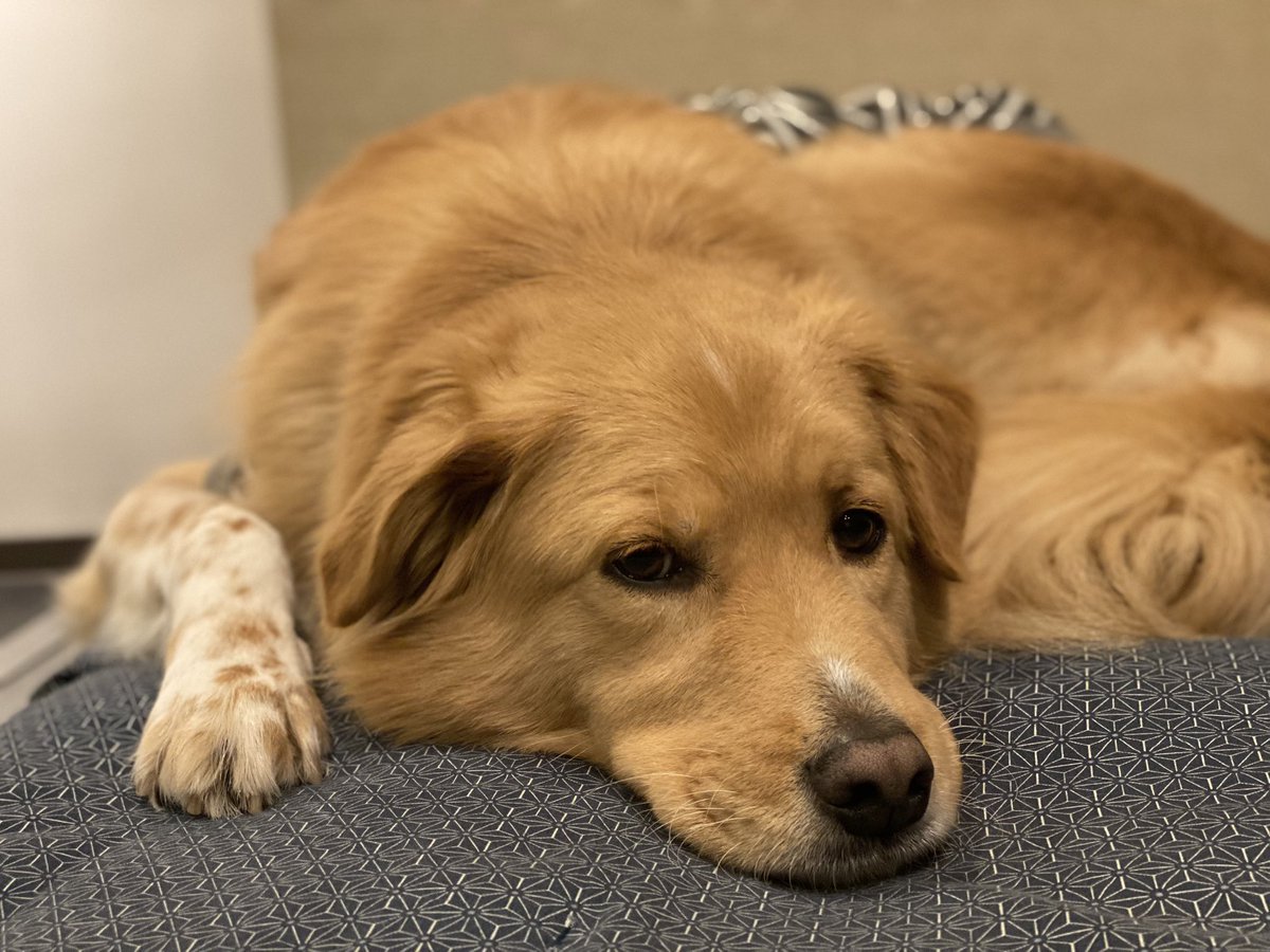 僕のお店が今月末で閉店するよ🐾
焼肉屋のアイドルでいられる日も残りわずか🐾
みんな会いに来てくれたら嬉しいなぁ🐾