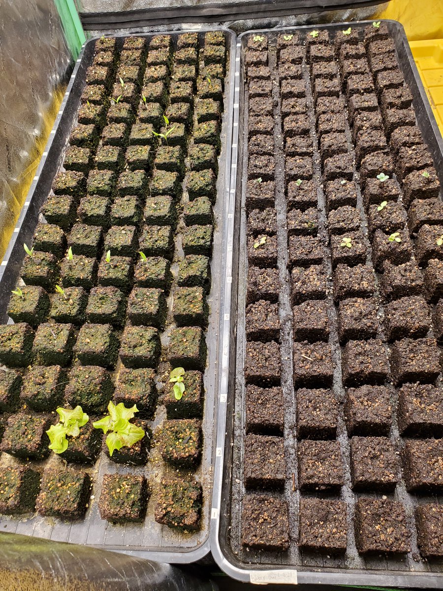 If this teaches you something then it was worth me posting The tray on the left was top watered (mouse ate bunch of lettuce) the one on the right was bottom watered but is two weeks behind (I had to catch the mouse first) I think I will be bottom watering soil blocks from now on