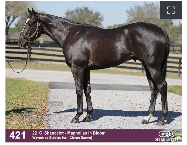 mike33024's tweet image. I can not cap!  These Shancelots are looking nice 👀

This has to be a 10 flat or under colt.

Shancelot's Amsterdam was one of the freakiest races I've ever seen.  This guy got a PEDIGREE on him too 👀