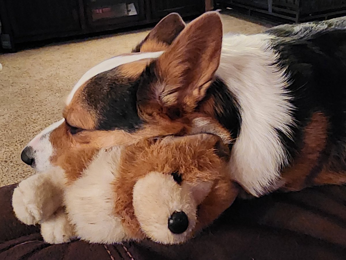 PebblesDaCorgi's tweet image. Happy National Welsh Corgi Day to my fellow corgis and corgi lovers :)
#corgi #corgilover ##corgicrew