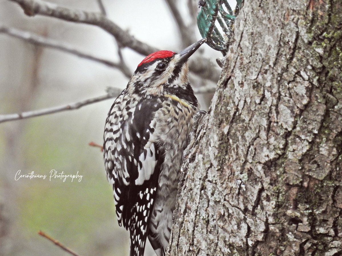 #redbelliedwoodpecker #yellowbelliedsapsucker #woodpecker #bird #nature #naturephotography #wildlife #naturelovers #birdphotography #wildlifephotography #birding #animals