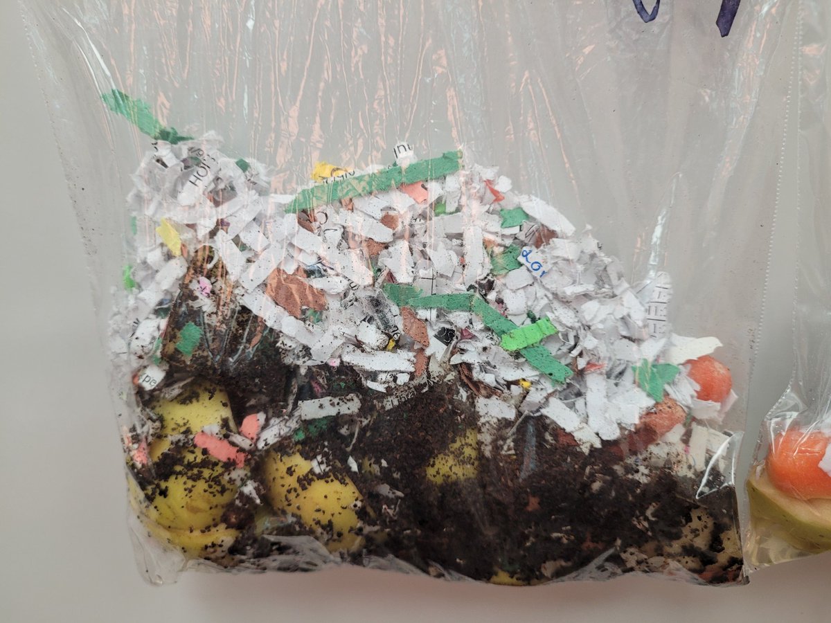 compcrusaders's tweet image. New driving question. We are watching the compost in the classroom. Students are also learning about what sustainability and biodiversity means as it relates to our community.