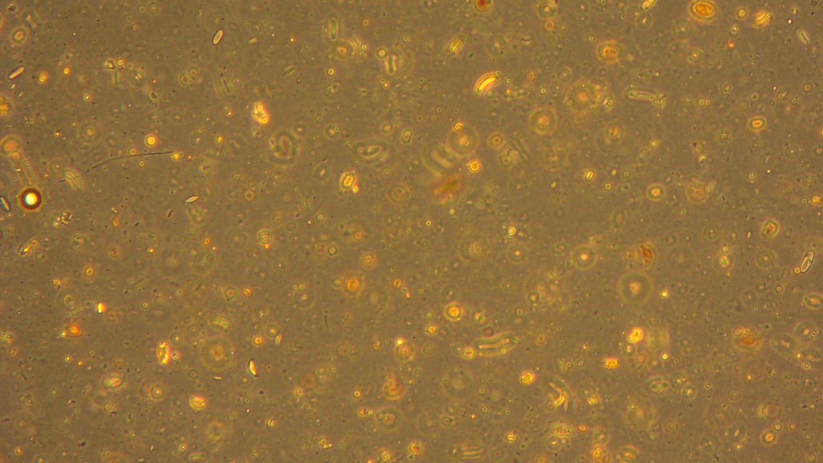 Our paper examines the abundance on #microphytobenthos in tropical #mangroves and the coupling between mangrove-derived #carbon and microphytobenthos @CERFScience @SpringerNature. Read the paper from the following link doi.org/10.1007/s12237…