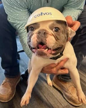 Our newest employee, Blue, looks ready to work in his hard hat! 🐶 #TeamColvos