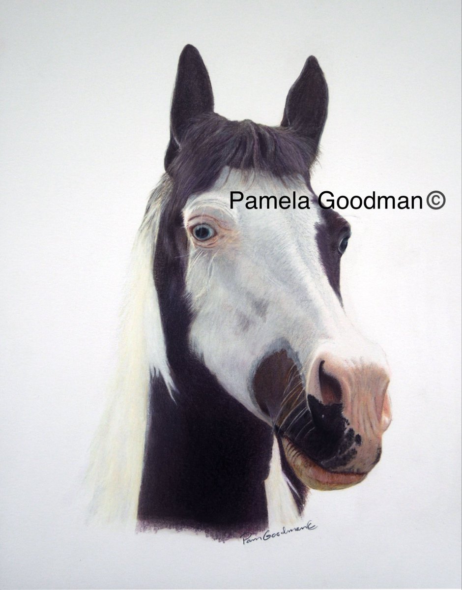 Open commissions professionalpetportraits#gifts #horses #dogs petportraitcommissions #memorials  #petloss #peturn #petportrait #petportraits #petportraitartist #petportraitsofinstagram #custompetportraits  #petsupplieset #portraitsartist