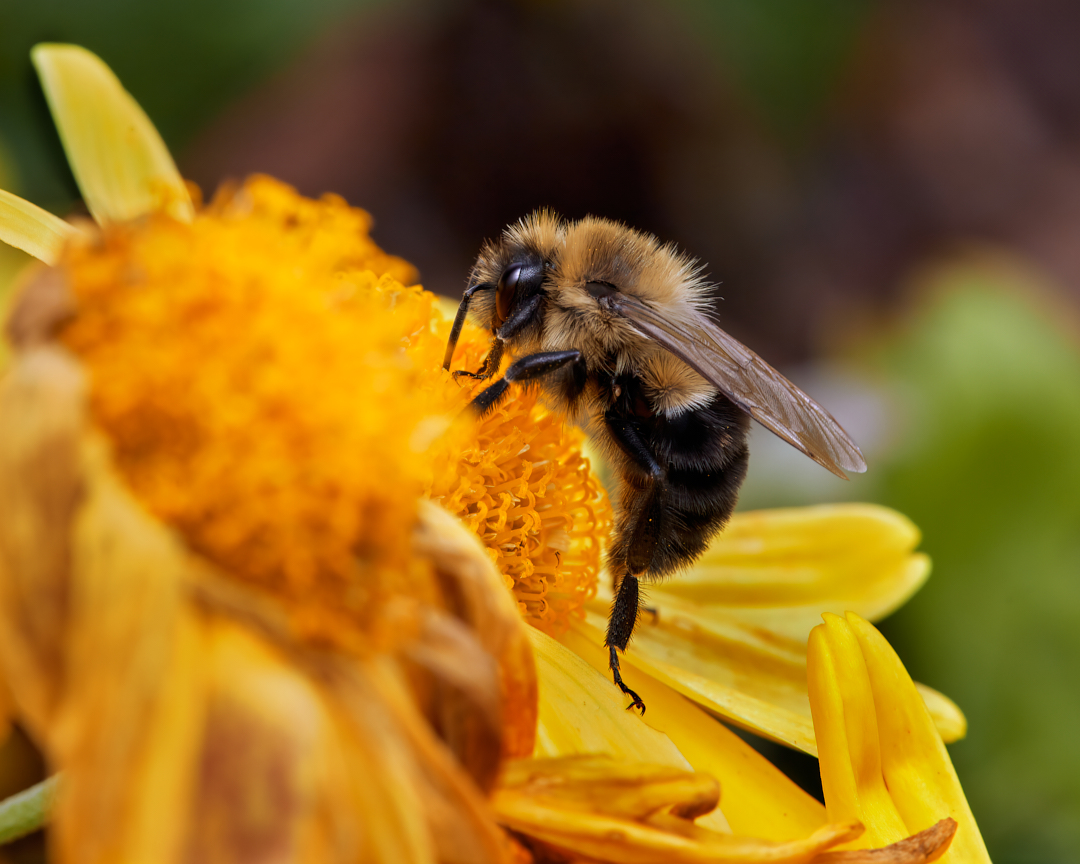 Everybody's favorite working floof... 
#commoneasternbumblebee #bumblebee #bees #wildlifephotography #macrophotography #insectphotography #photography #appicoftheweek #canonfavpic #captureone