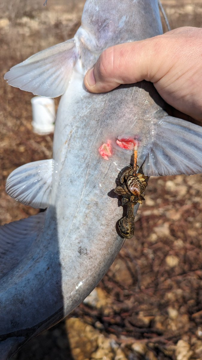 Ben Neely tweet media