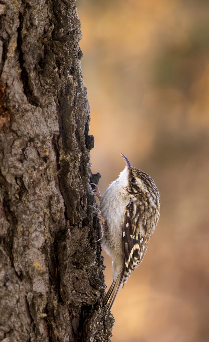 While the nuthatches are travelling down the tree trunks head first, another little bird is travelling up! 
The Brown creeper will fly down to the base and spiral up the tree trunk looking for food. This creeper paused for a moment and gave us a good look at those big feet!