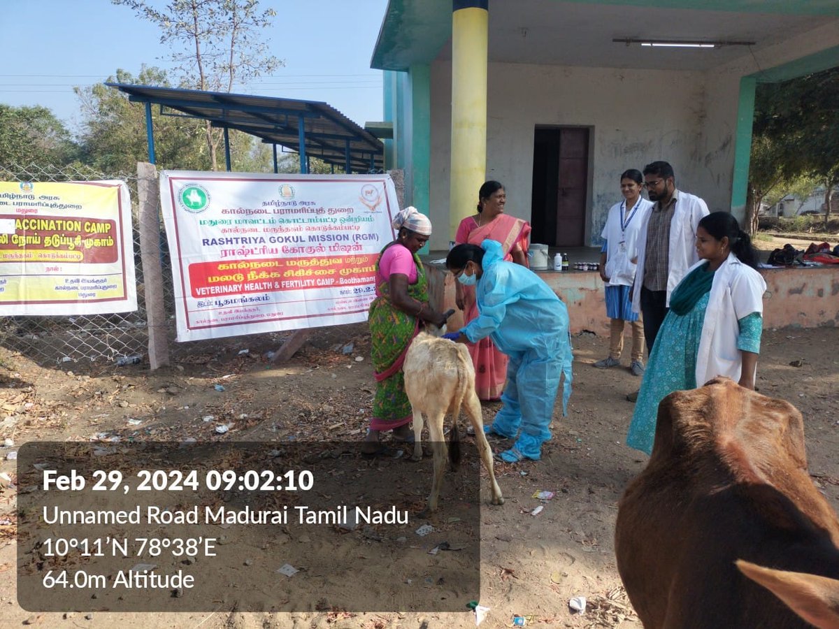 Animalhusbandry department 
RGM INFERTILITY CAMP at Boothamangalam, kottampatti block madurai dt.
Brucella  phase-3 vaccination for 20 calves