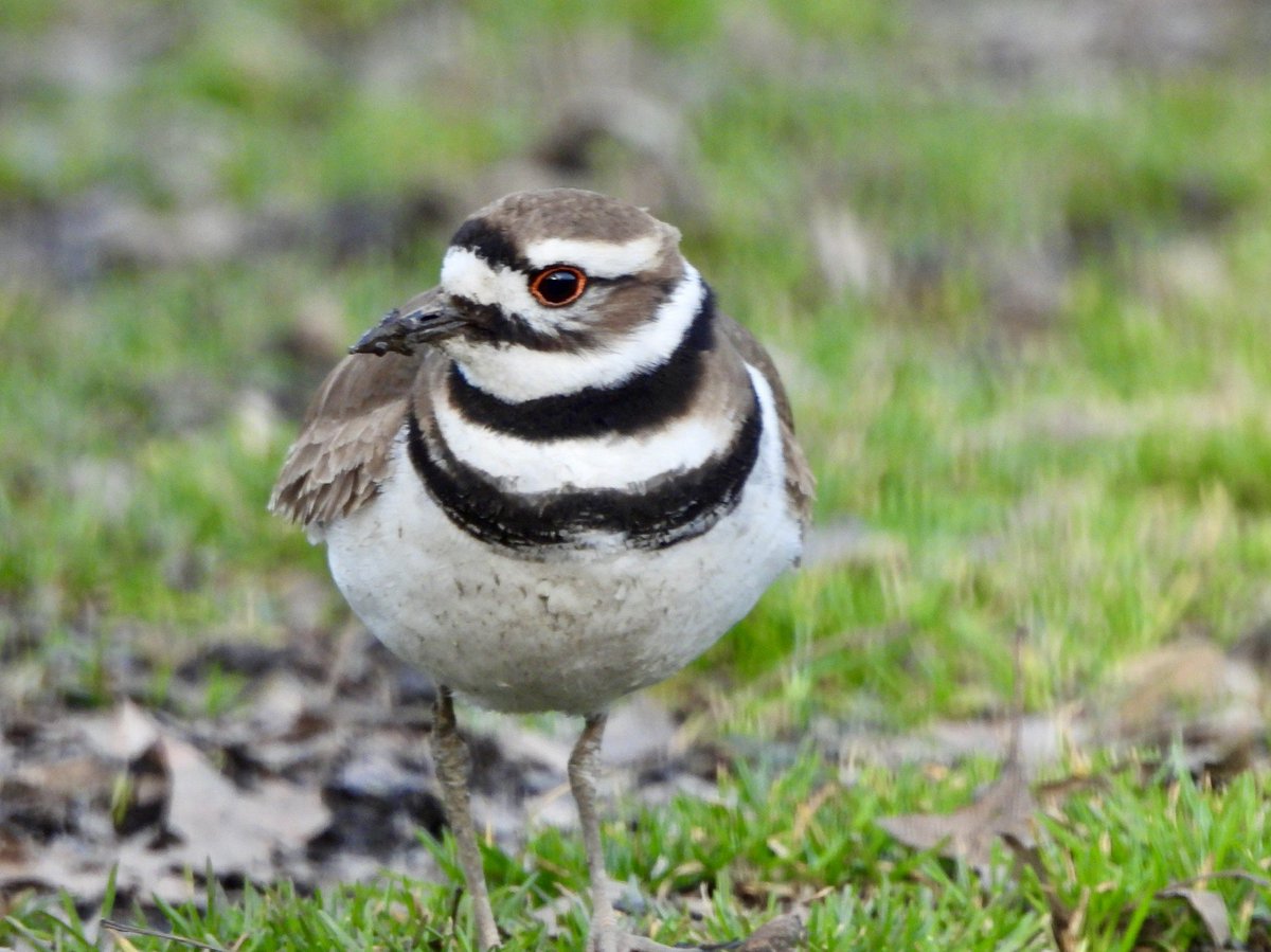 Killdeer north of Sheep Meadow in Central Park this afternoon #birdcpp #birding #birdwatching