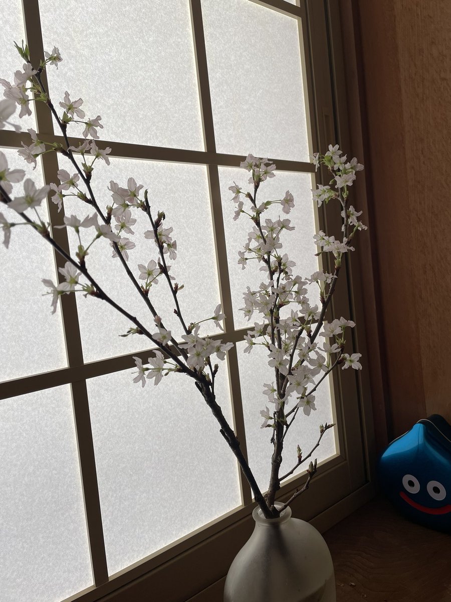 odenden_145's tweet photo. 桜咲きましたー
部屋寒いのに…⛄️ https://t.co/pP0xUs9DdZ