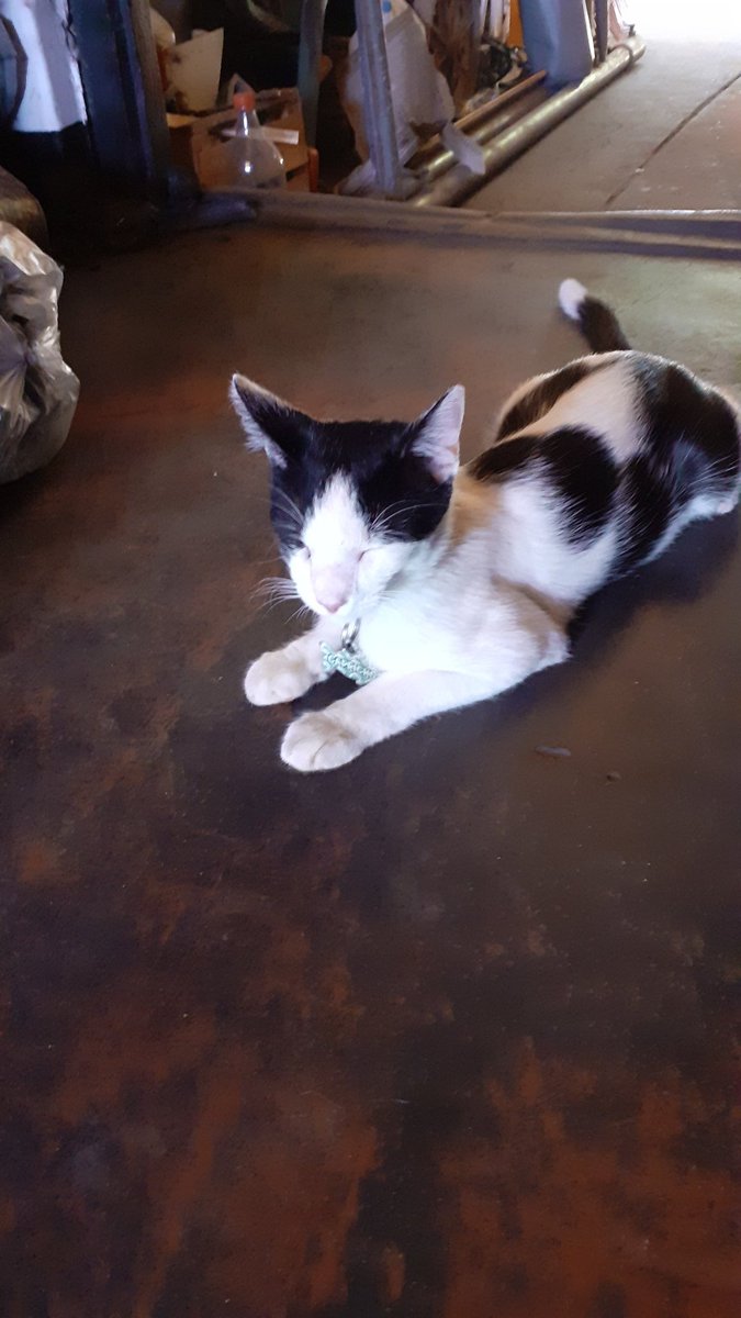 catacuencaa's tweet photo. Por favor rt y cualquier información sirve si lo ven por ahí 😭😭 https://t.co/SH2eaFUWgH