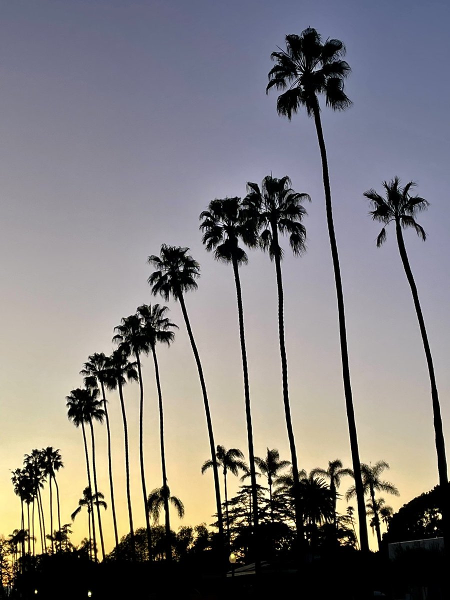 Palm trees in San Diego.