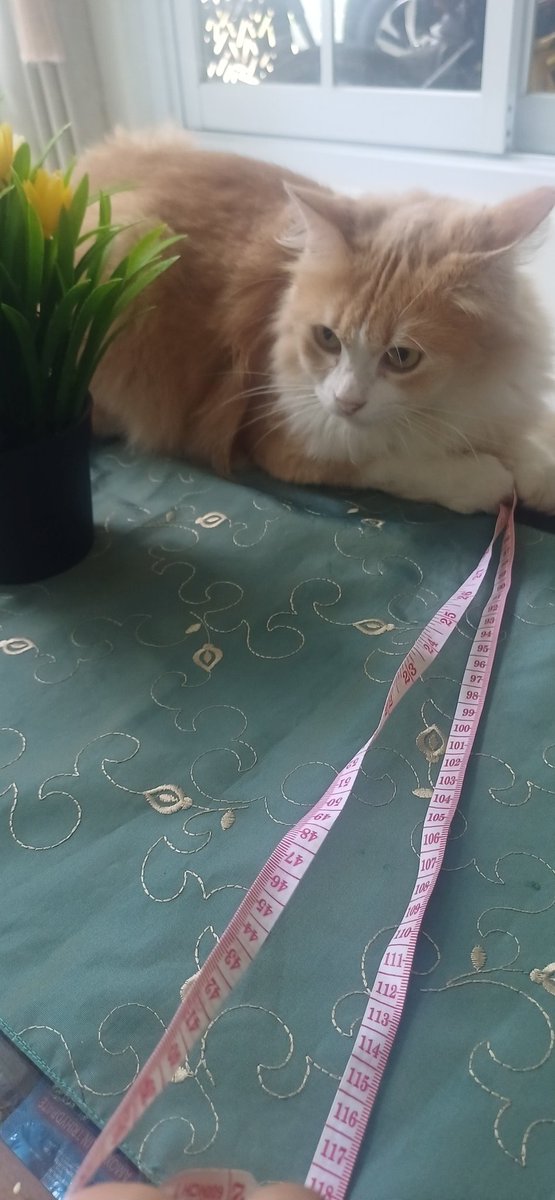 ypriize's tweet photo. @timpenguinnas Main sama kucing pan😁 https://t.co/Bivyvl4o9N