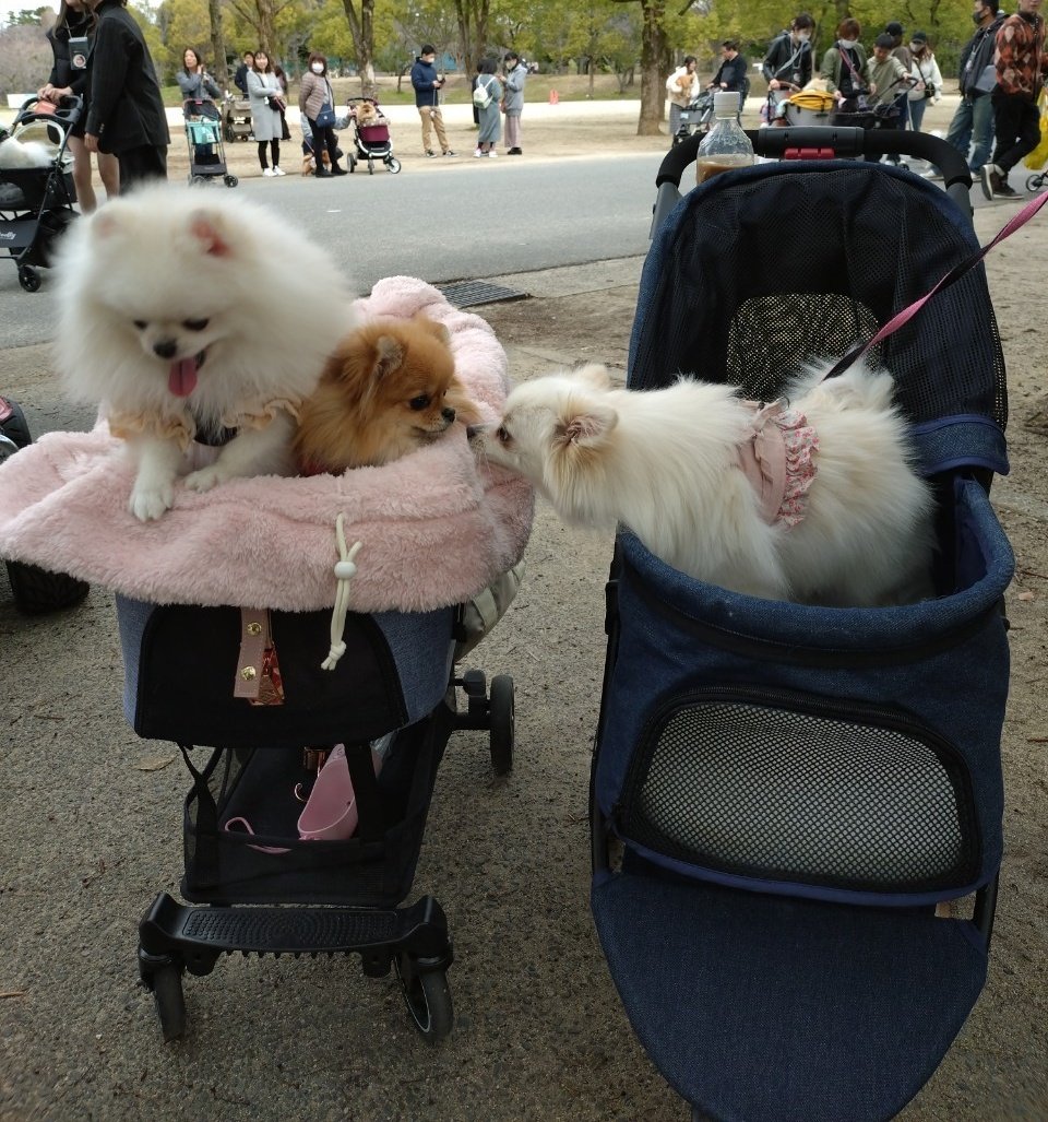 pomewako0715's tweet photo. 最近全然上がられてないですが、初の��ーポメ参加や妻のおばあちゃんが来てくれたりとイベント盛りだくさんでした✨
#ポメラニアン
#pomeranian https://t.co/GnrbvOu2uO