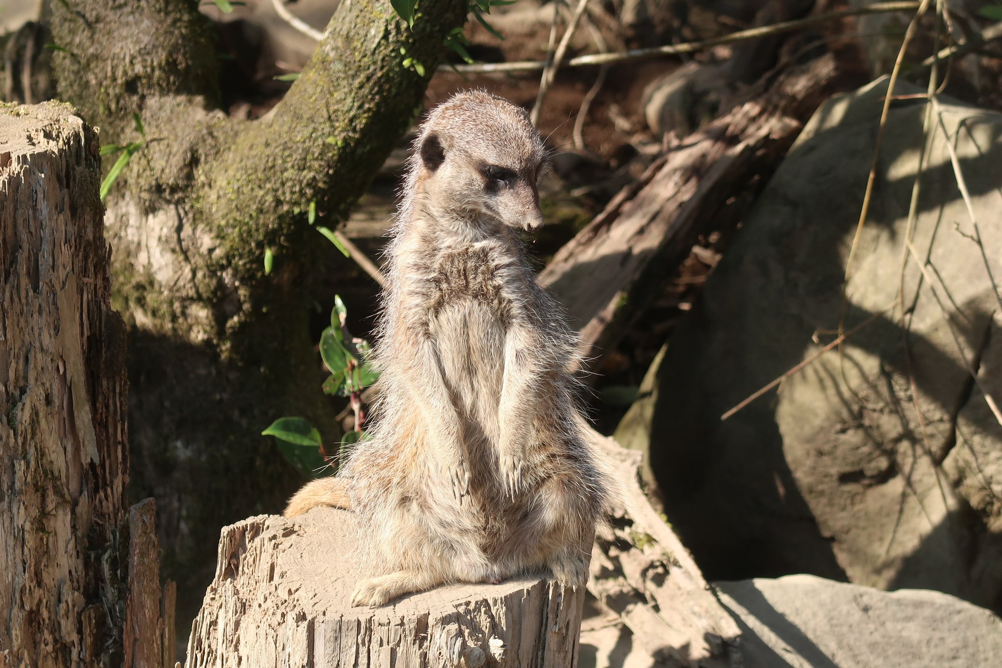 ミーヤキャット ⭐可愛熱帶動物1：6狐獴雕像登場!!! 12月預定 JXK 熱帶動物 1/6