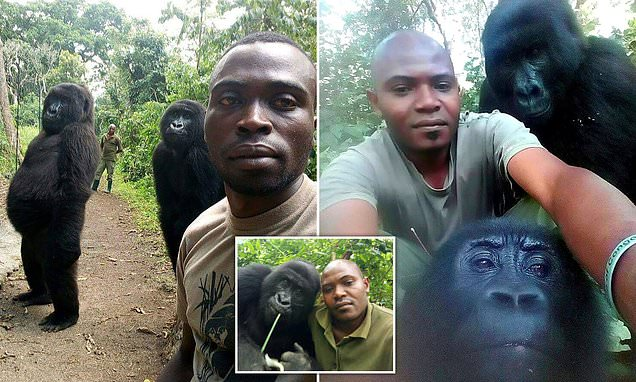 RichQuack's tweet photo. @TheFigen_ Anti-poaching ranger's extraordinary selfies with two gorillas that look almost HUMAN https://t.co/BwCxOaK7up