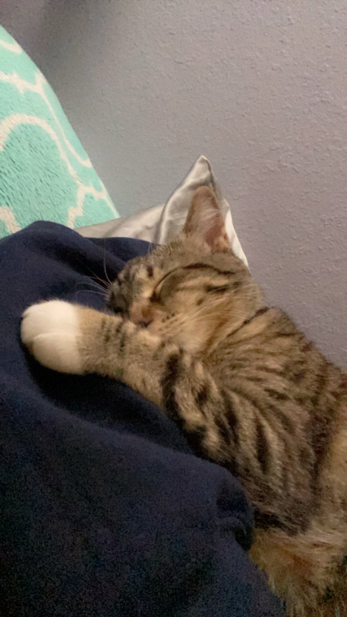 kayyrona's tweet photo. the cutest of cuddle buddies 🥺💕 https://t.co/7KwrHeNyox
