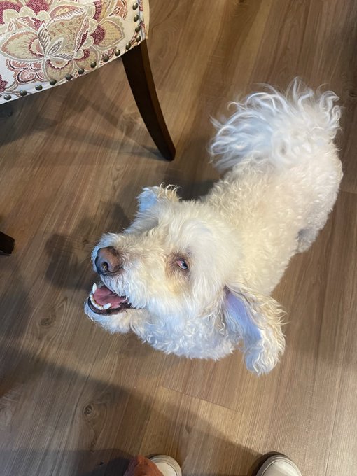 Rest in Peace Bogart. I&rsquo;m not okay right now. https://t.co/PFOdROVMFb