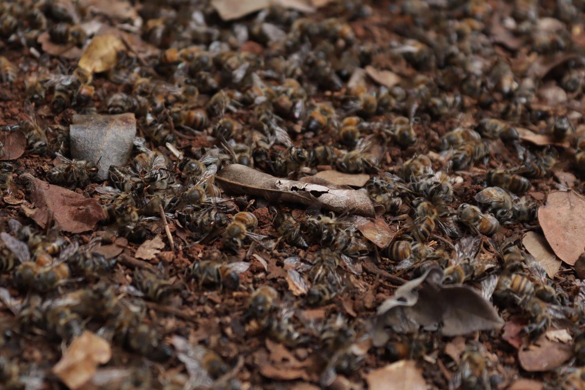 📢MUERTE MASIVA DE ABEJAS 📢 Consulta y descarga el 'Informe de análisis preliminar de la intoxicación masiva de abejas ocurrida el 23 de enero de 2024 en Suc Tuc y Oxa, Hopelchén, Campeche', elaborado por el equipo Abejas @ecosurmx bit.ly/3T34ztU @PROFEPA_Mx