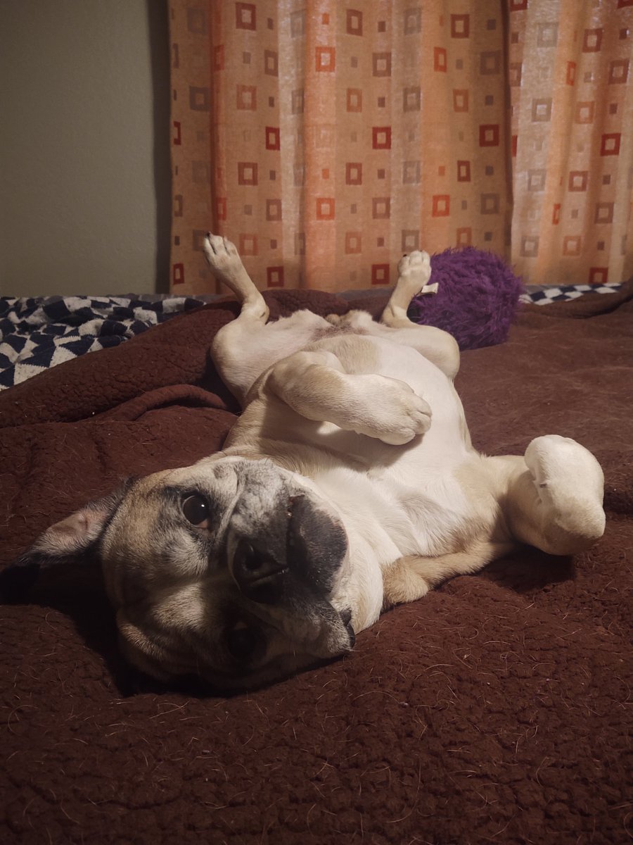 Penny Mini Bulldog tweet media