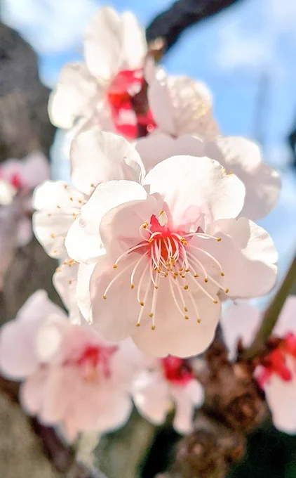 庭の梅の花が美しいかったので卒業式、答辞に泣かされました。卒業おめでとうございます 