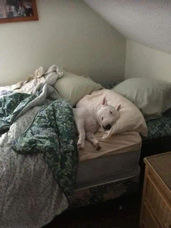 porqueTTarg's tweet photo. "Perro": 

Por esta graciosa anécdota que contó un usuario de Twitter.

“Mi hermano mayor se fue a vivir con su novia hace más de 2 años.  Desde ese día, su cuarto paso a ser de “Milo”, el hijo perruno de mis papás.  

Mi hermano nos aviso hoy que vuelve a casa, la relación no funcionó y terminaron.  Mi mama me hablo por teléfono para contarme la noticia, entre la plática me dijo:  

-Vamos a tener que acomodar y tirar algunas cosas, adaptar el cuarto de lavado para que él duerma allí...

A lo que le conteste, me puedo llevar a “Milo” a mi recámara, mi mamá riendo me contesta:  

-No, no hablo de Milo, hablo de tu hermano. Pobre “Milo” lleva más de dos años durmiendo en su cama, no lo despojaré de ella. Tu hermano entenderá. Milo no.”