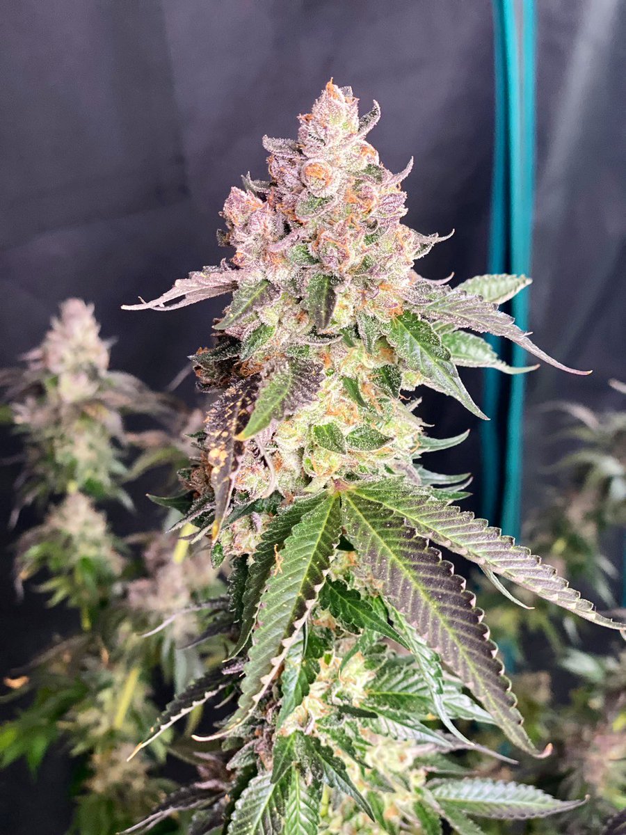 grow_thailand's tweet photo. Really pleased with the way this Ethanol from @LitFarms turned out 🔥💪 https://t.co/HgqXBdrrDC