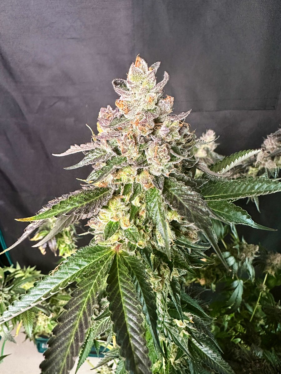 grow_thailand's tweet photo. Really pleased with the way this Ethanol from @LitFarms turned out 🔥💪 https://t.co/HgqXBdrrDC