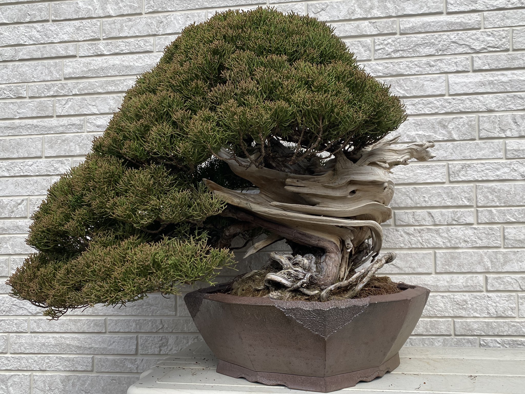 本当に信頼出来る商品 盆栽 鉢 ノーマル 黎鳳 工芸品
