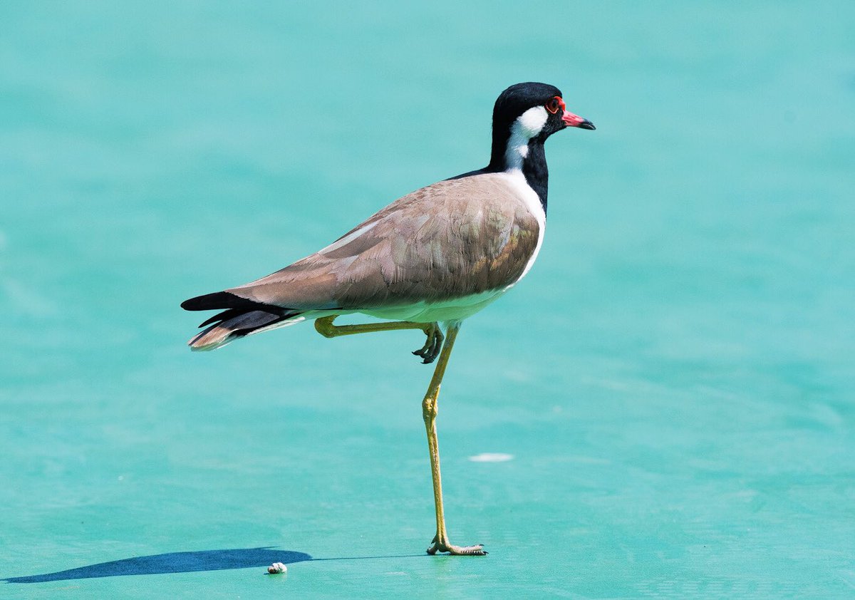 chandanaroy24's tweet photo. A Red Wattled Lapwing is all set for a green carpet walk. It even pauses and poses for the camera.
#BirdsOfUAE #BirdsSeenIn2024 #birdwatching #BBCWildlifePOTD #ThePhotoHour #nikonphotography #birdwatching #natgeoindia #lapwing #nature #birds #RedWattledLapwing https://t.co/o8Qo4Xljf3