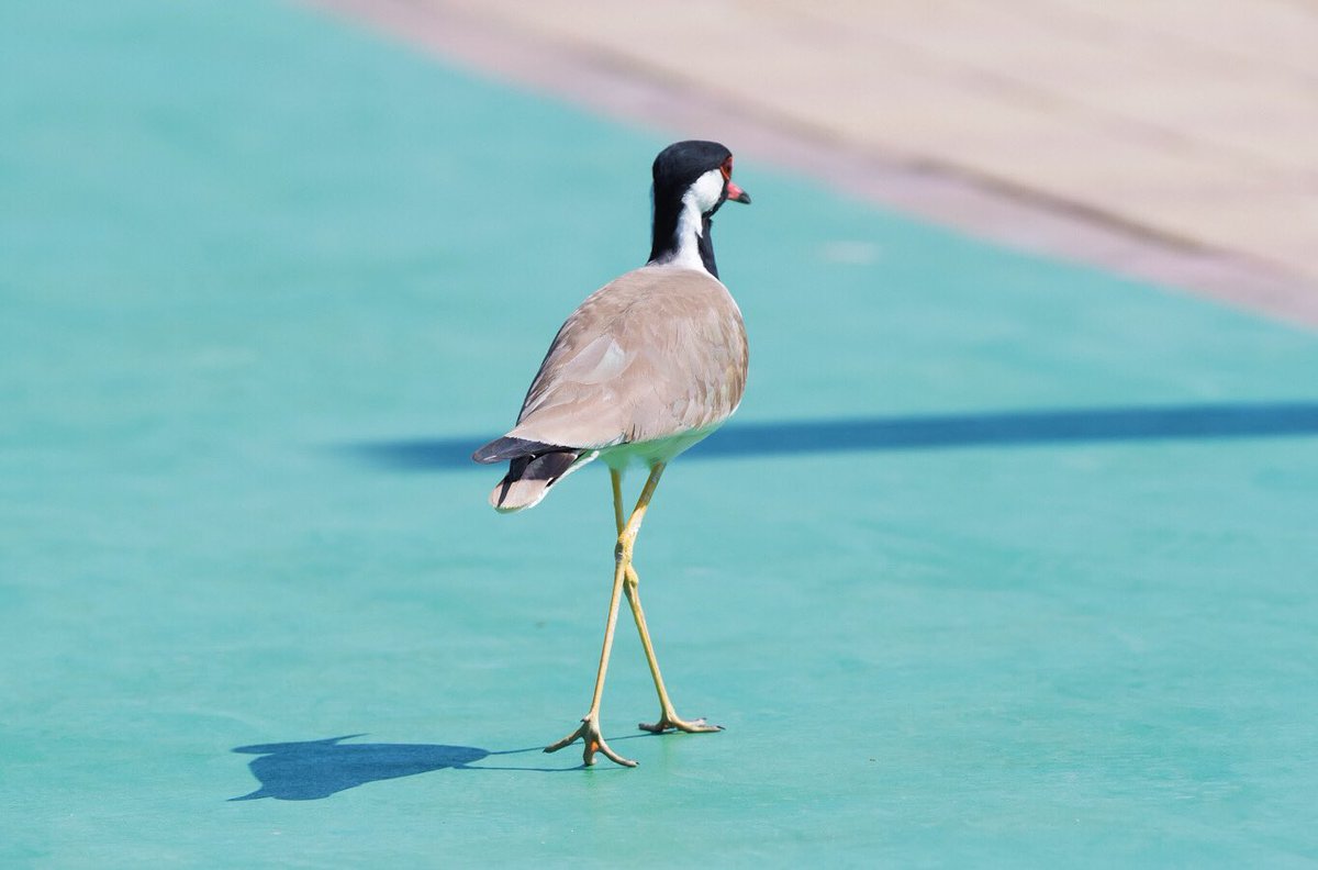 chandanaroy24's tweet photo. A Red Wattled Lapwing is all set for a green carpet walk. It even pauses and poses for the camera.
#BirdsOfUAE #BirdsSeenIn2024 #birdwatching #BBCWildlifePOTD #ThePhotoHour #nikonphotography #birdwatching #natgeoindia #lapwing #nature #birds #RedWattledLapwing https://t.co/o8Qo4Xljf3