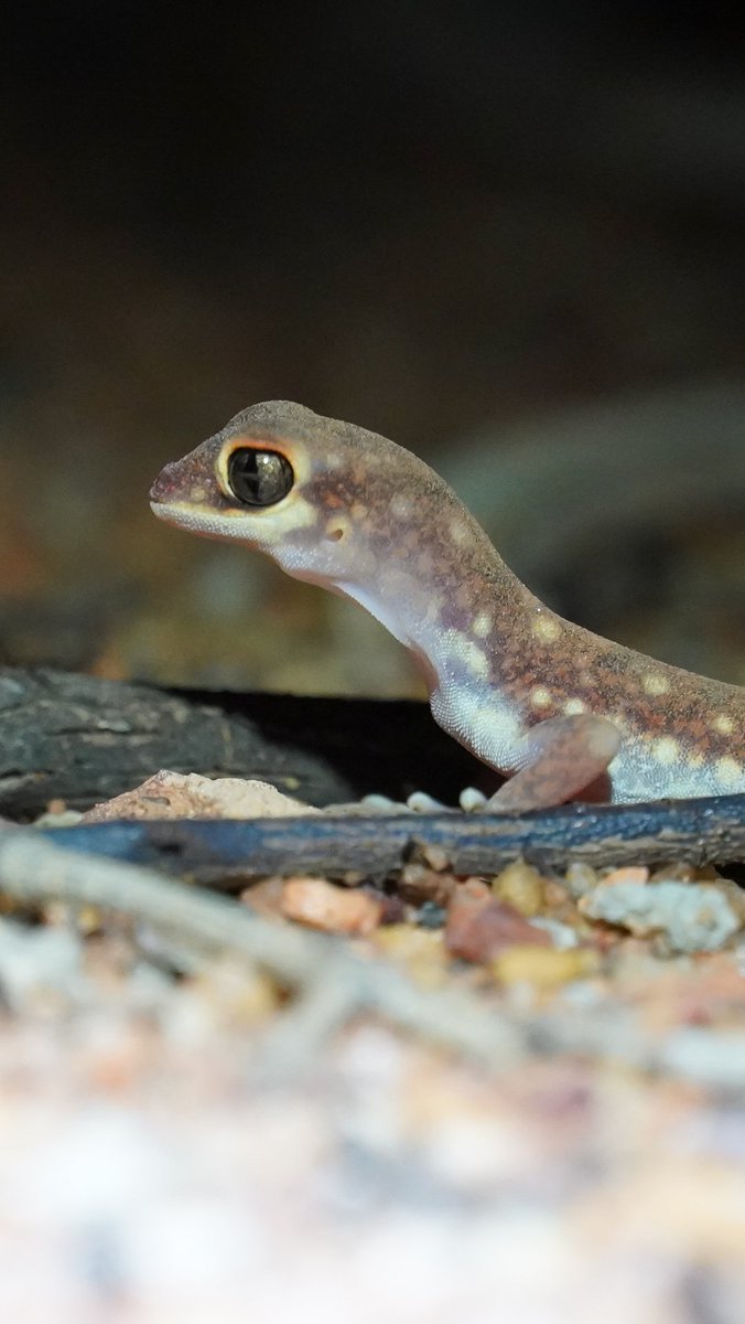 Western Beaked Gecko (Rhynchoedura ornata)
📍Mt Gibson Wildlife Sanctuary, Badimia Country
#wildoz