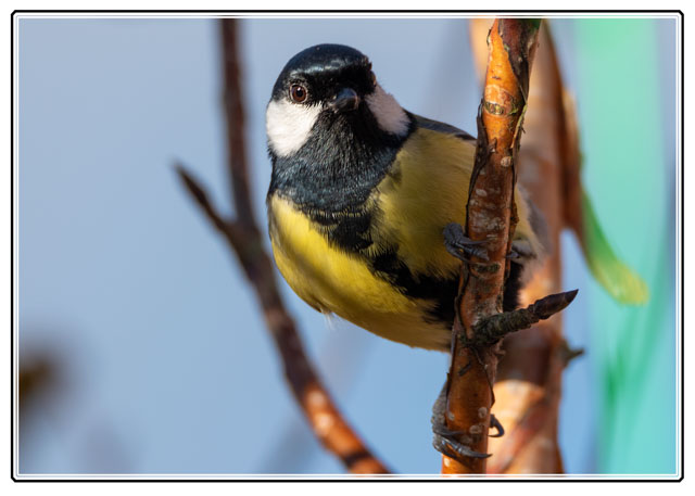 photos_dsmith's tweet photo. A #greatit #garden #bird checking a #Manchester #garden for a #tasty #snack during #winter. This #wildbird kept checking if it was #safe before getting something to eat. #birding #birdwatching. @RSPBManchester @Natures_Voice #wildlife #birds. see more at https://t.co/VilcfnO0ps https://t.co/Xfy2zPod87