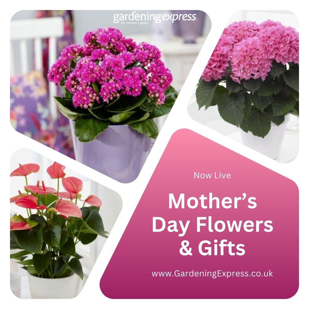 🌸✨ Gifts For Those Gardening Mums This Mother's Day! 🌿🎁 #MothersDayGiftsForGardeners

Embrace the beauty of nature and surprise the special women in your life with timeless blooms and vibrant green plants.

🛒 gardeningexpress.co.uk/special-events… 

#MothersDayGifts #GardeningExpress