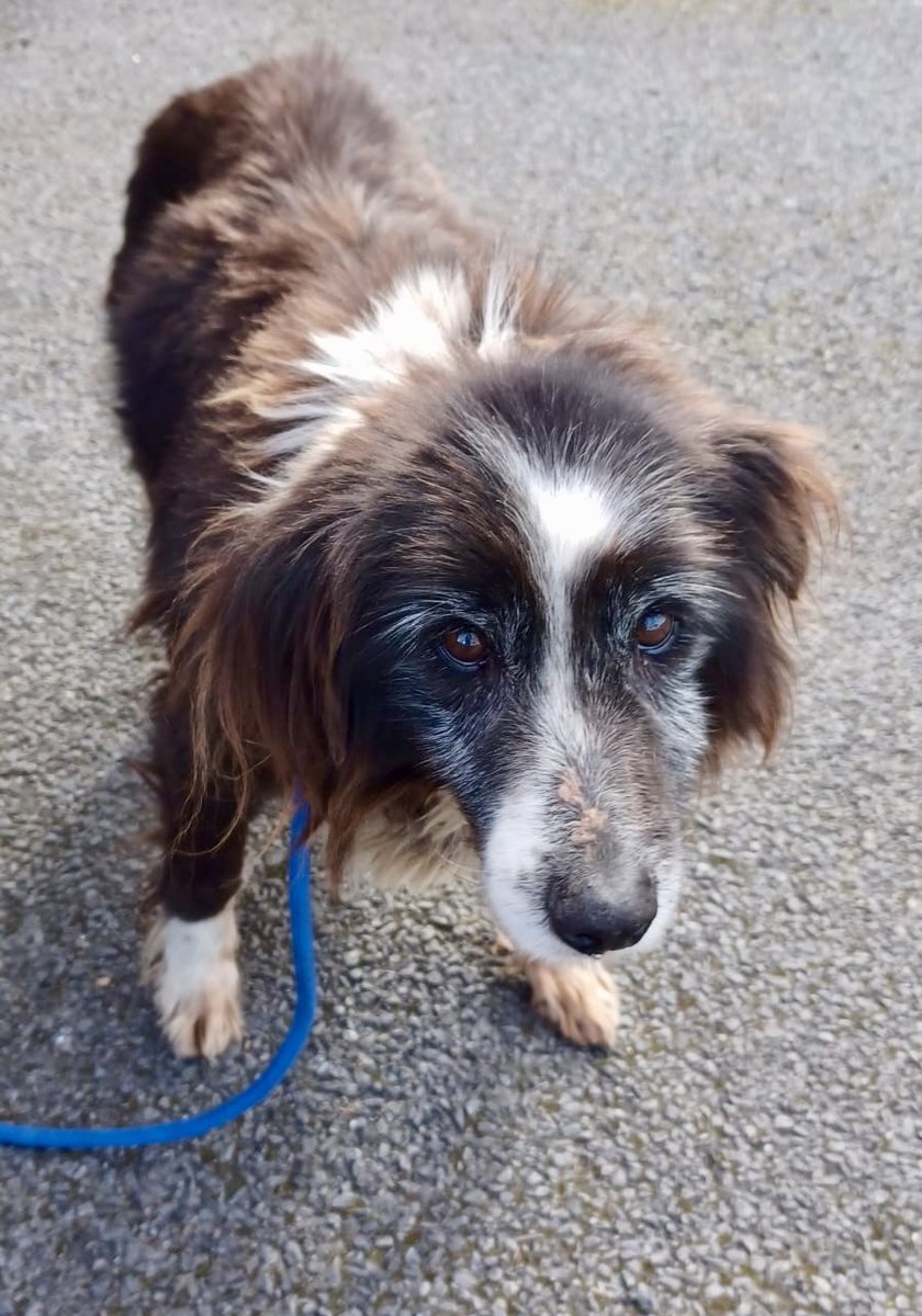 MADRA Mutts Anonymous Dog Rescue & Adoption tweet media