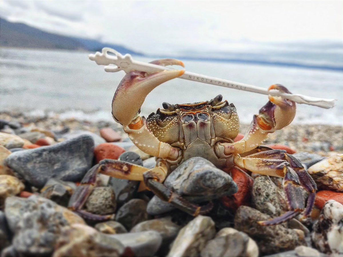 OhridSOS tweet media