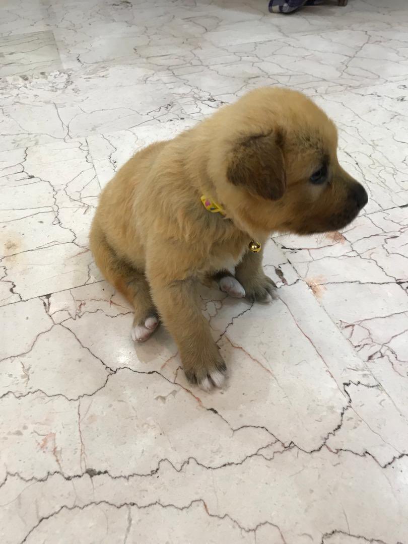 petlandco's tweet photo. دوستان عزیز این بچه نژاد بومی هستش و تنها در حالتی بسیار بد توی سرما پیدا شده ولی الان خوبه اگر کسی توانایی نگهداریشو داره لطفا اطلاع بده 
برای باغ و کارخونه اینا مناسبه 
ریتویت شما باعث دیده شدن ایشون میشه 🙏❤️ https://t.co/7RChrBBgVH