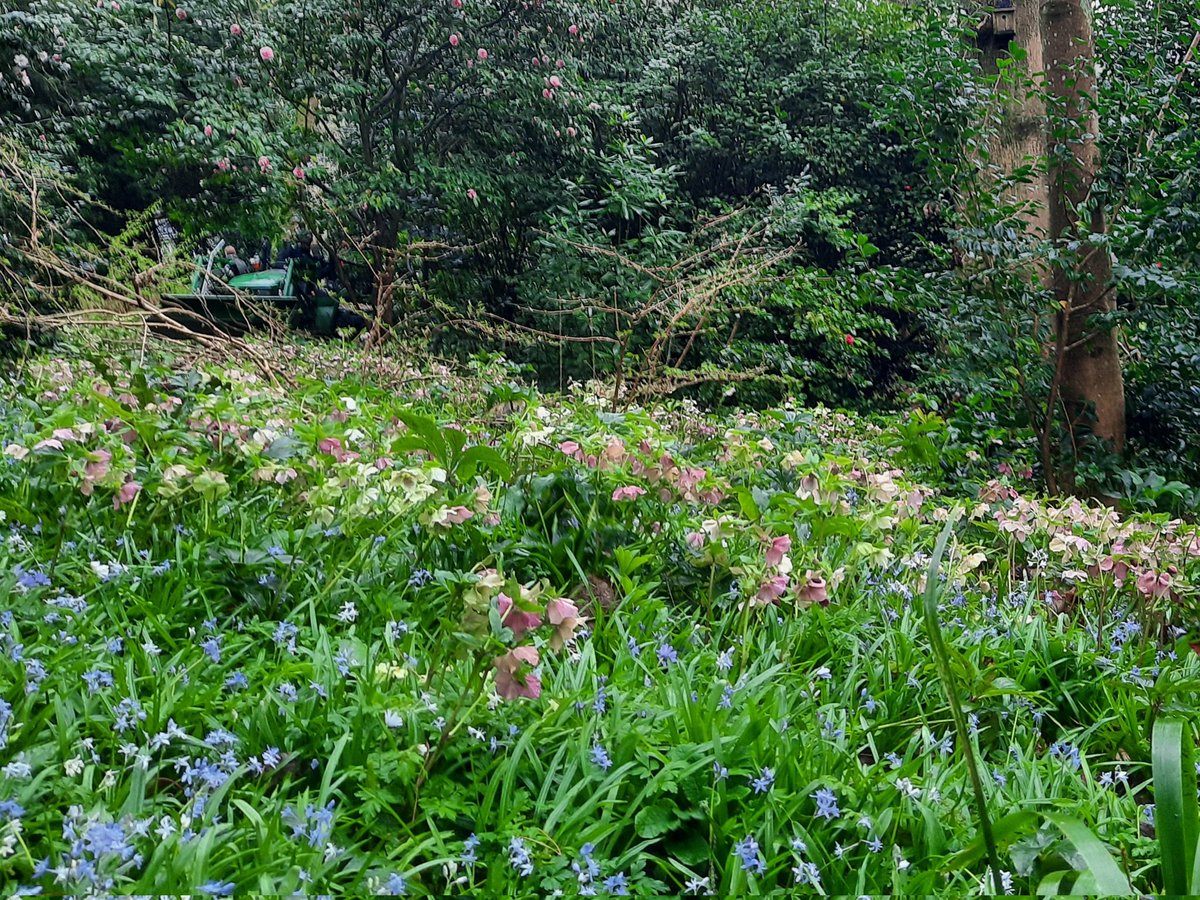 Very pleased with the spring display <a href="/DartingtonTrust/">Dartington Trust</a> #gardens <a href="/visitsouthdevon/">Visit South Devon</a> <a href="/VisitDevon/">Visit Devon</a> <a href="/DevonGardens/">Devon Gardens Trust</a> <a href="/DevonLife/">Devon Life</a>