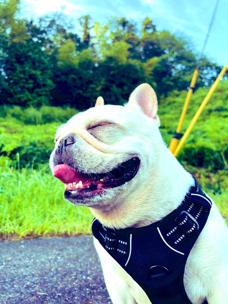LEON代表👺🌿 on X: 