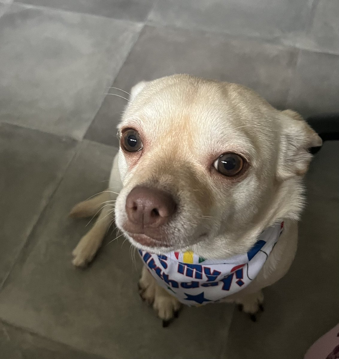 BlueBug89's tweet image. My little Arlo is 2years old today 🥹🥳❤️ happy birthday to my lil poochy. #Chihuahua #birthdayboy